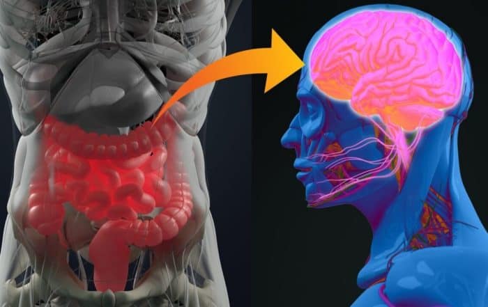 Gut Brain Connection Autism