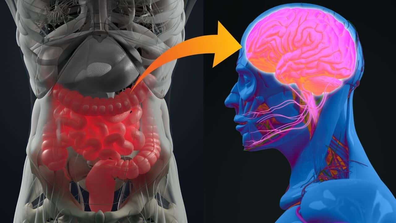 Gut Brain Connection Autism